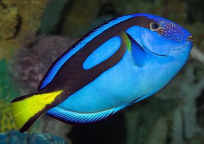 Blue Tang (paracanthurus hepatus )